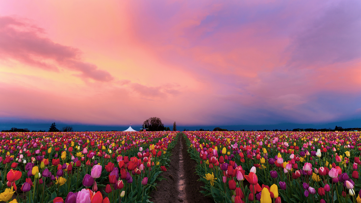 sliderImage81